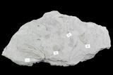 Crinoid Fossil Cluster - Crawfordsville, Indiana #102824-1
